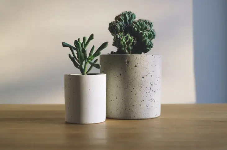 succulents