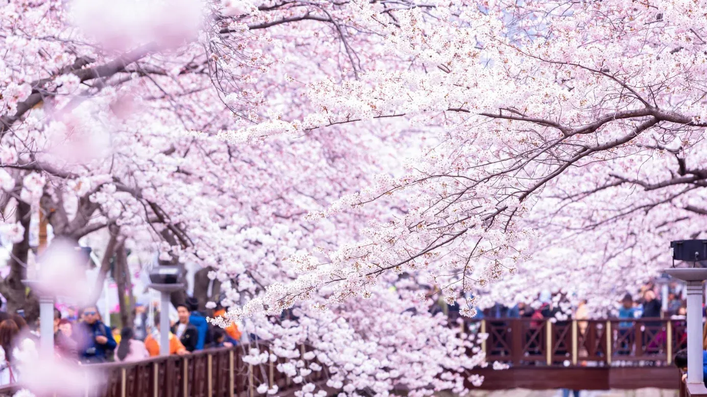 Cherry Blossom Festival