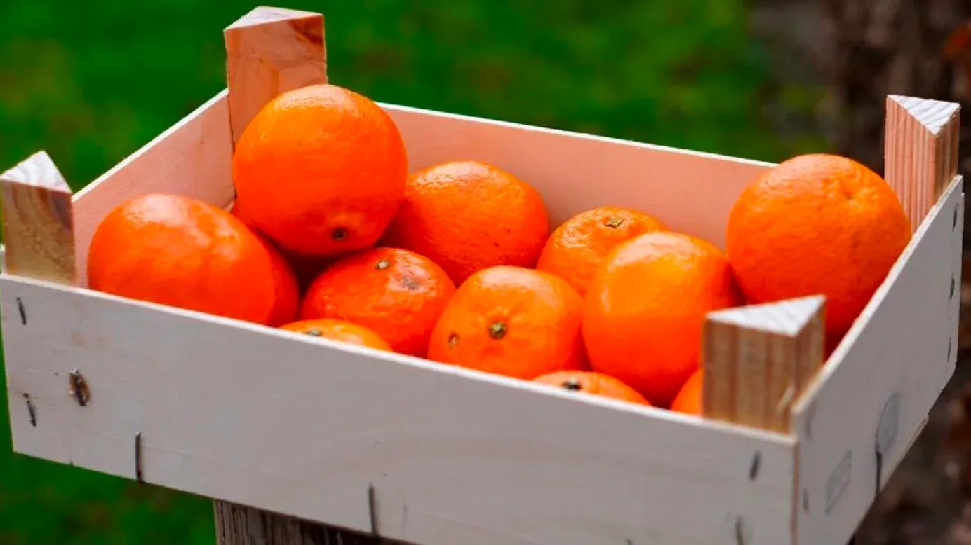Kiste mit Orangen
